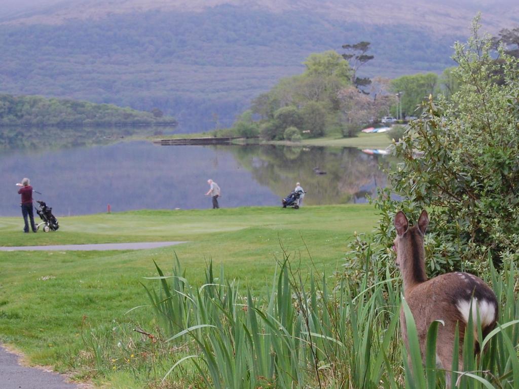 Crystal Springs B&B Killarney Exterior foto